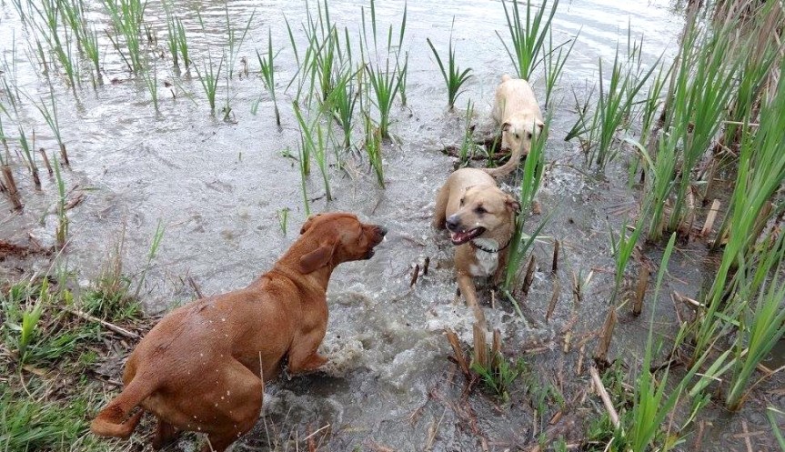 11141291_950765644954446_2420068593658860044_o