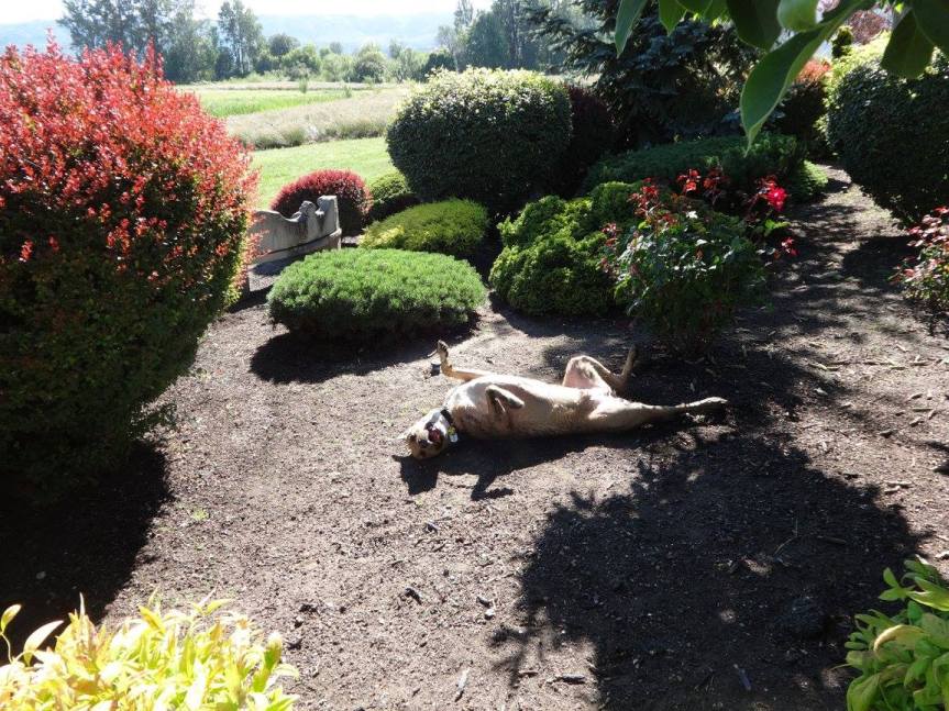 1404797_989183141112696_3270742819706467633_o